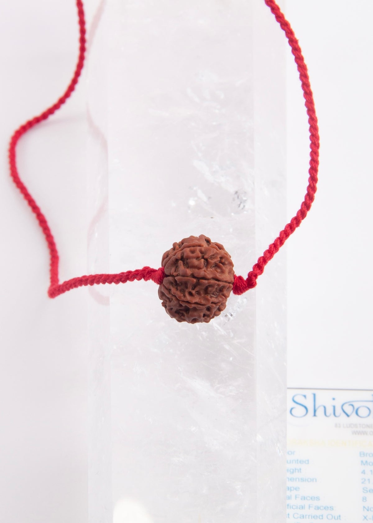 8 Mukhi Collectors Nepal Rudraksha | Riddhi &amp; Siddhi Wealth &amp; Powers | Ganapati Ganesh