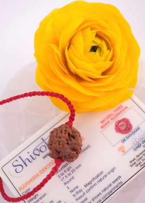 Three Mukhi Nepal Rudraksha Pendant | Blessing of Liberation from the Past