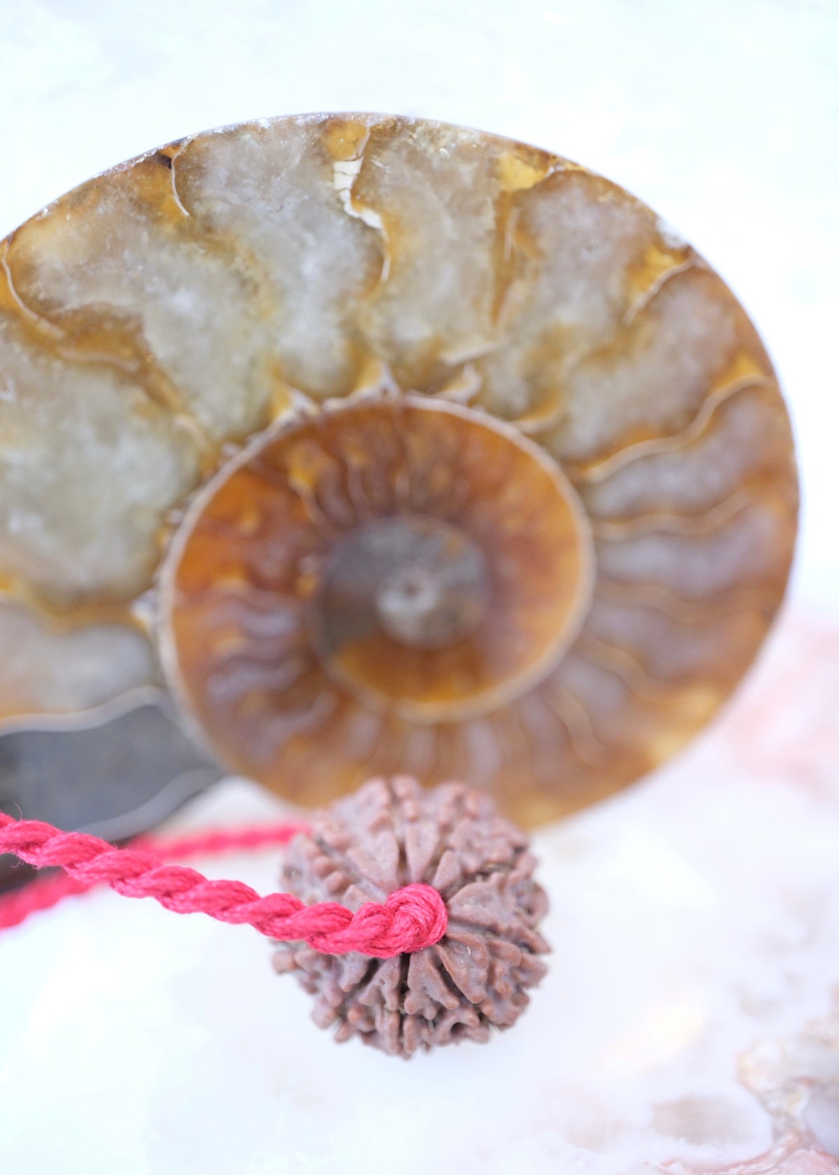 9 Mukhi Collectors Nepal Rudraksha | Goddess Durga | 9 aspects of Divine Mother SHAKTI