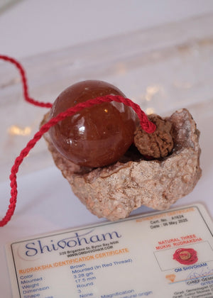 3 Mukhi Collectors Nepal Rudraksha | Trinity: Brahma, Vishnu, Mahesh | Life Changer