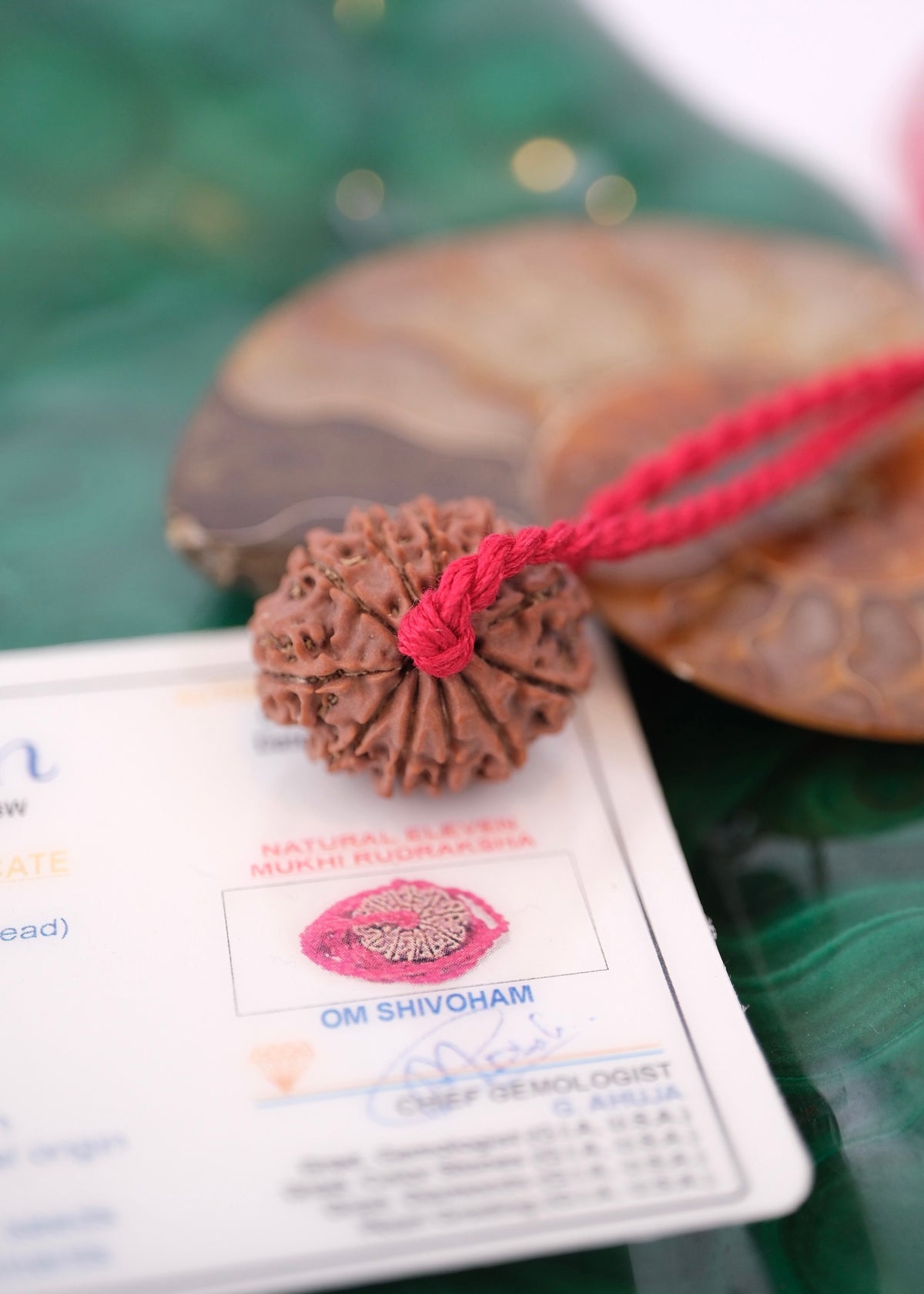 11 Mukhi Collectors Nepal Rudraksha | HANUMAN Virtue & Immense Protection.