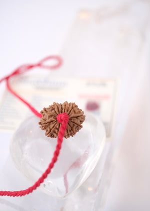 14 Mukhi Collectors Nepal Rudraksha 'DEV MANI' Pendant | Prosperity in all areas, Protection SHIVA