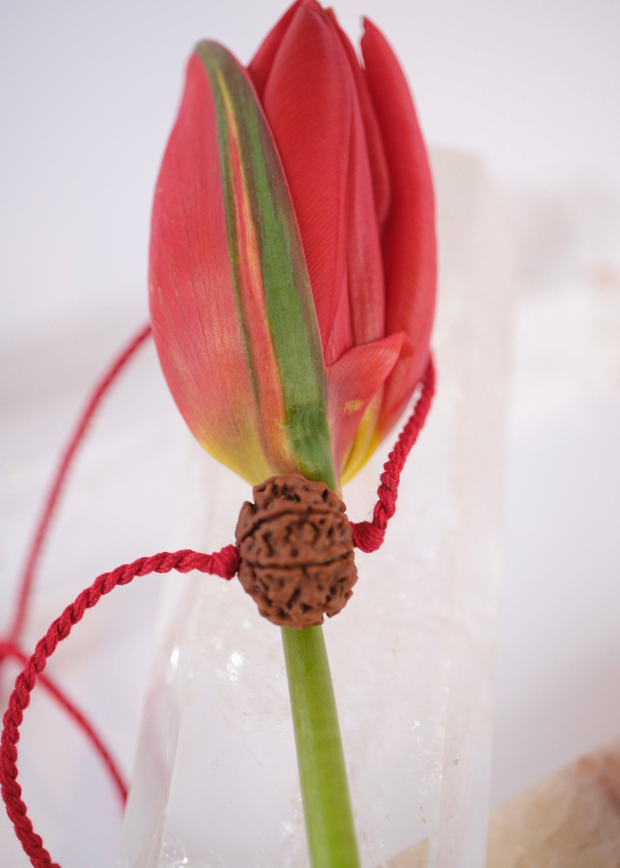 8 Mukhi Collectors Nepal Rudraksha