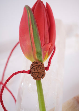 8 Mukhi Collectors Nepal Rudraksha