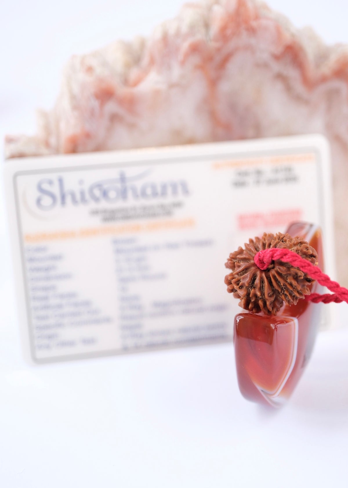 14 Mukhi Collectors Nepal Rudraksha &#39;DEV MANI&#39; Pendant | Prosperity in all areas, Protection SHIVA