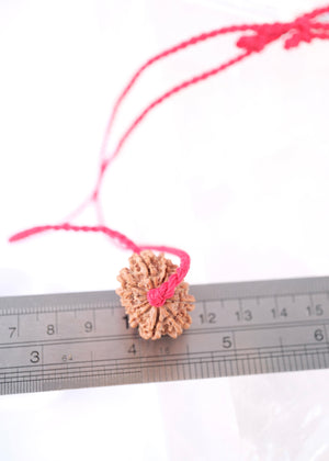 13 Mukhi Collectors Nepal Rudraksha INDRA, KAMDEV, CUPID | Love, Abundance, Charisma