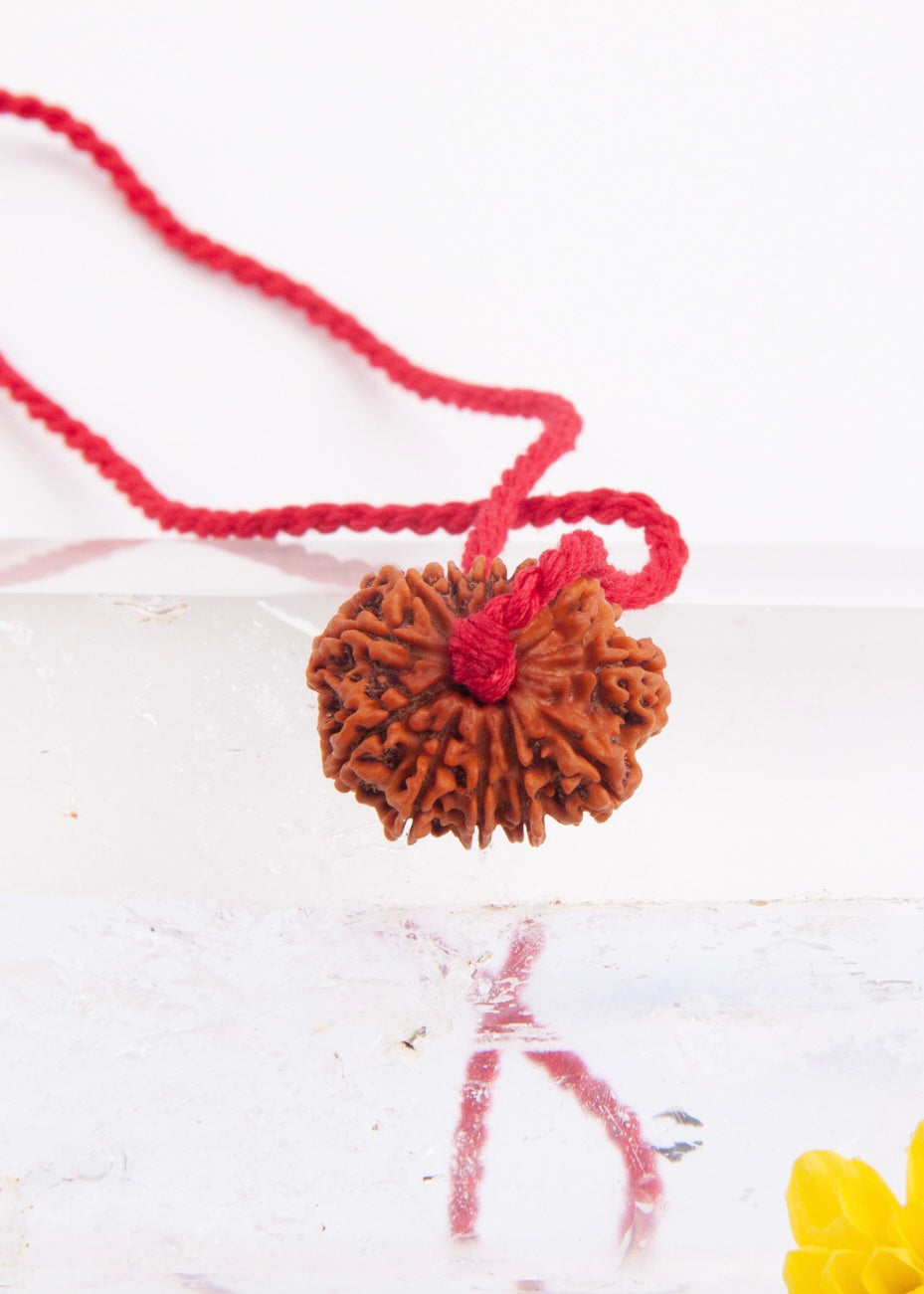 12 Mukhi Collectors Nepal Rudraksha | SURYA Sun, Vital Energy, Strength &amp; Success