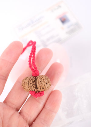 GAURI SHANKAR ‘The Sacred Union of Shiva and Shakti’ Collectors Nepal Rudraksha | inner Union, Self-Realisation