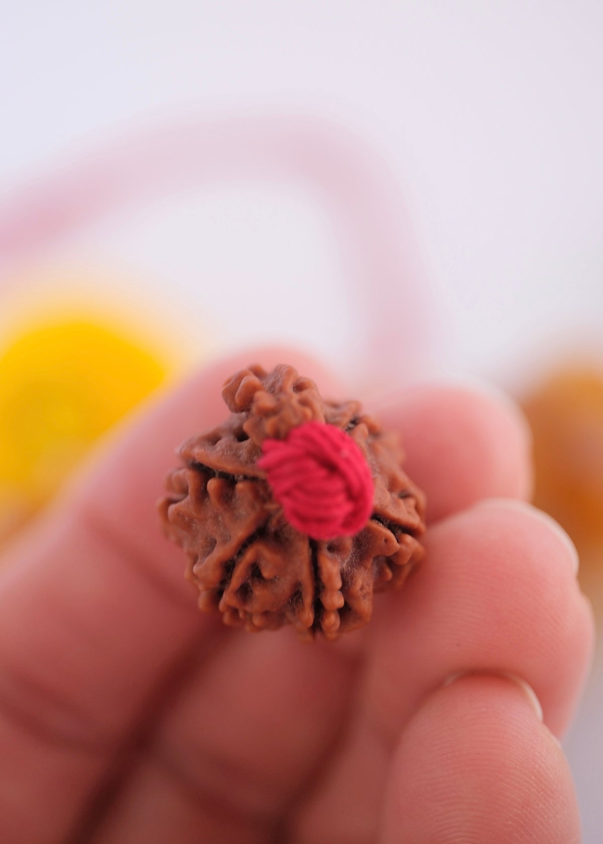 Authentic Nepal Rudraksha showing lines on bead
