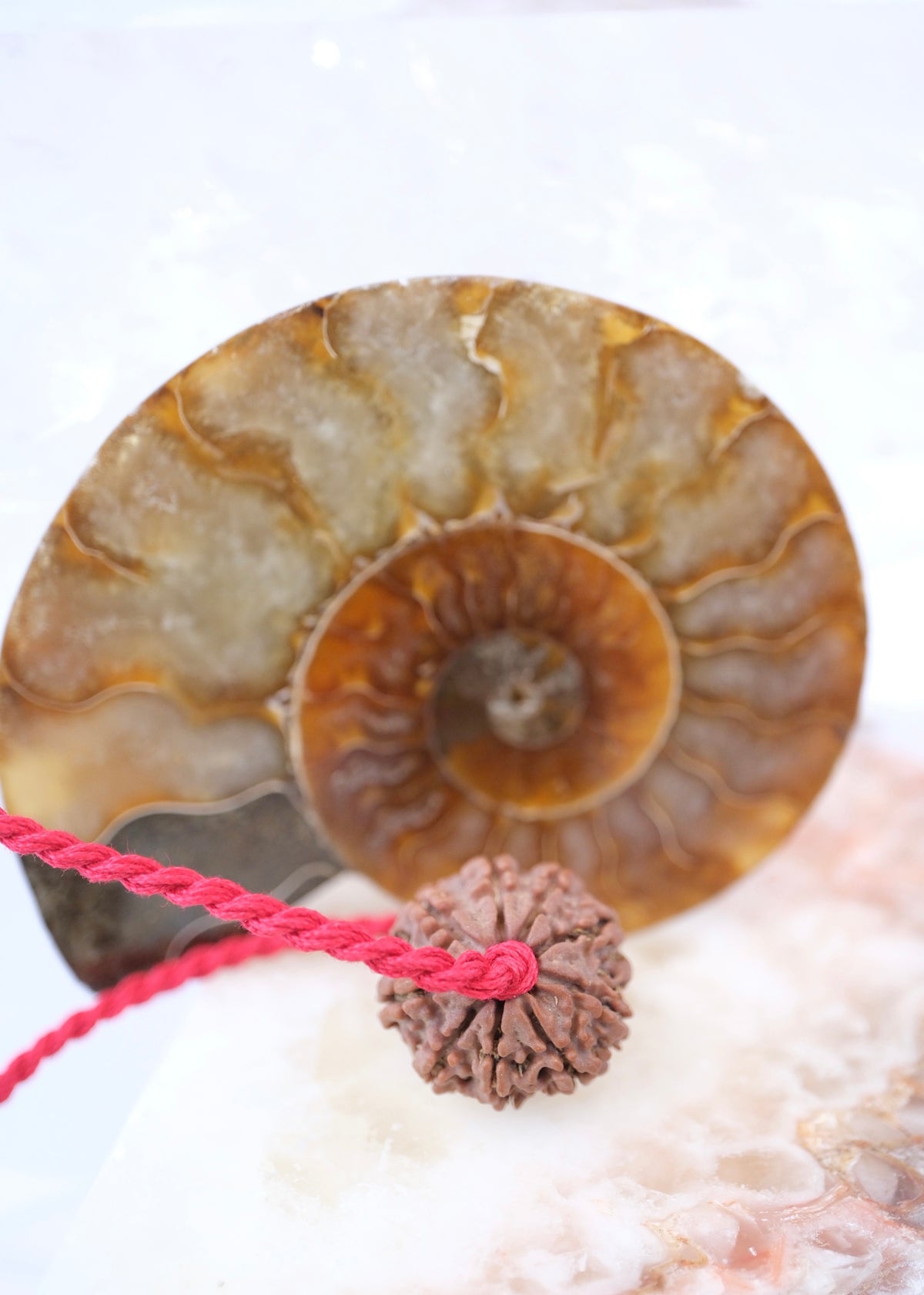 9 Mukhi Collectors Nepal Rudraksha | Goddess Durga | 9 aspects of Divine Mother SHAKTI