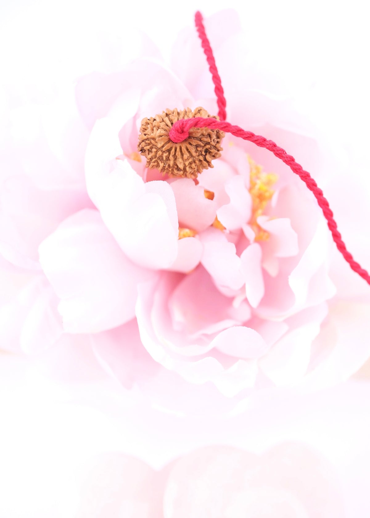 15 Mukhi Collectors Nepal Rudraksha | Anahata Chakra HEART Centre