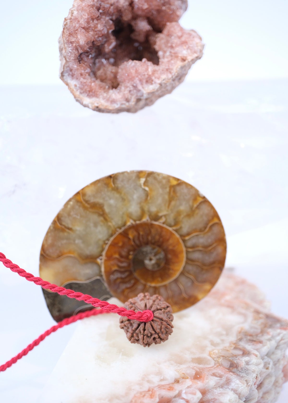 9 Mukhi Collectors Nepal Rudraksha | Goddess Durga | 9 aspects of Divine Mother SHAKTI