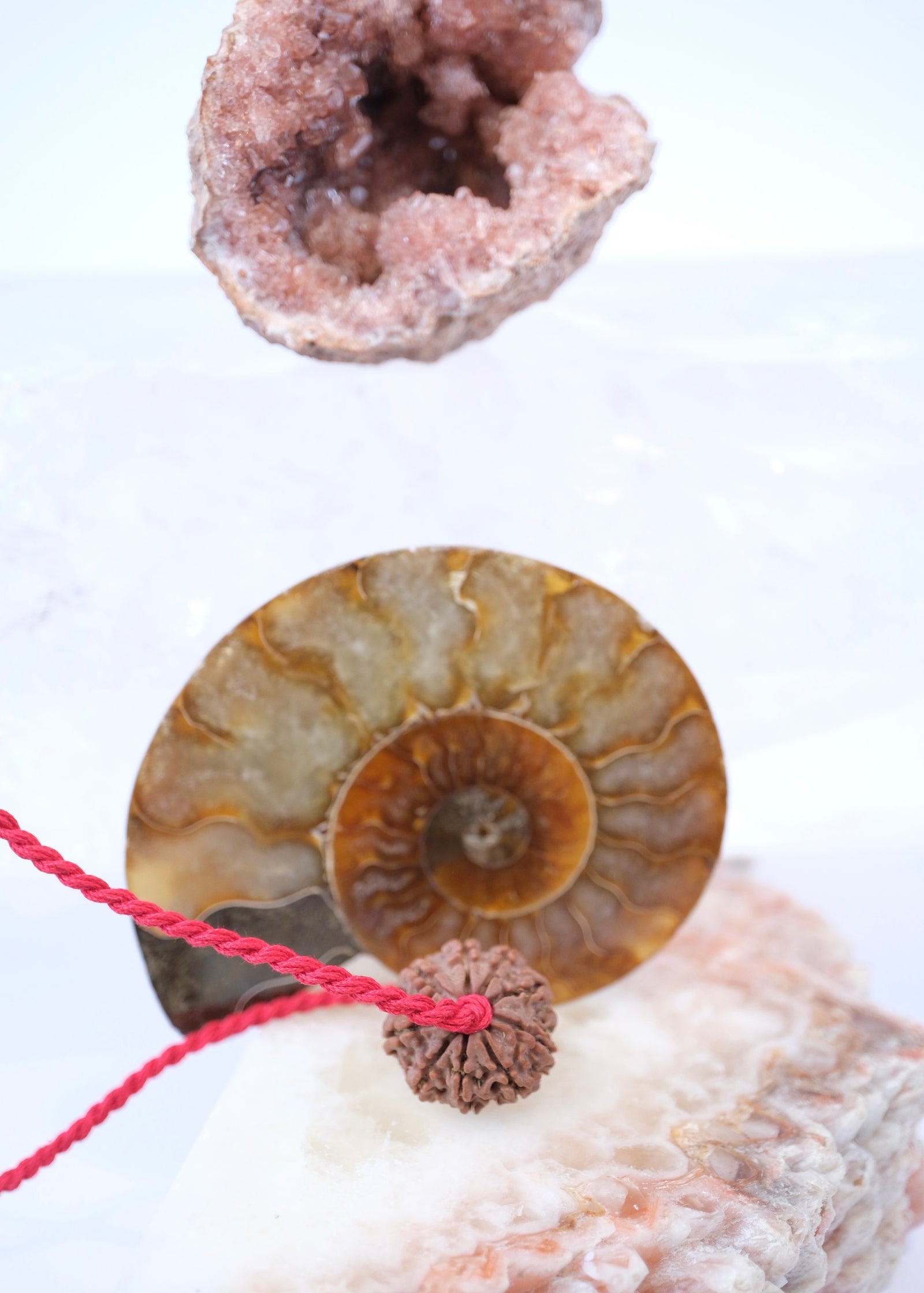 9 Mukhi Collectors Nepal Rudraksha | Goddess Durga | 9 aspects of Divine Mother SHAKTI