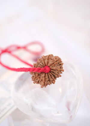 14 Mukhi Collectors Nepal Rudraksha 'DEV MANI' Pendant | Prosperity in all areas, Protection SHIVA