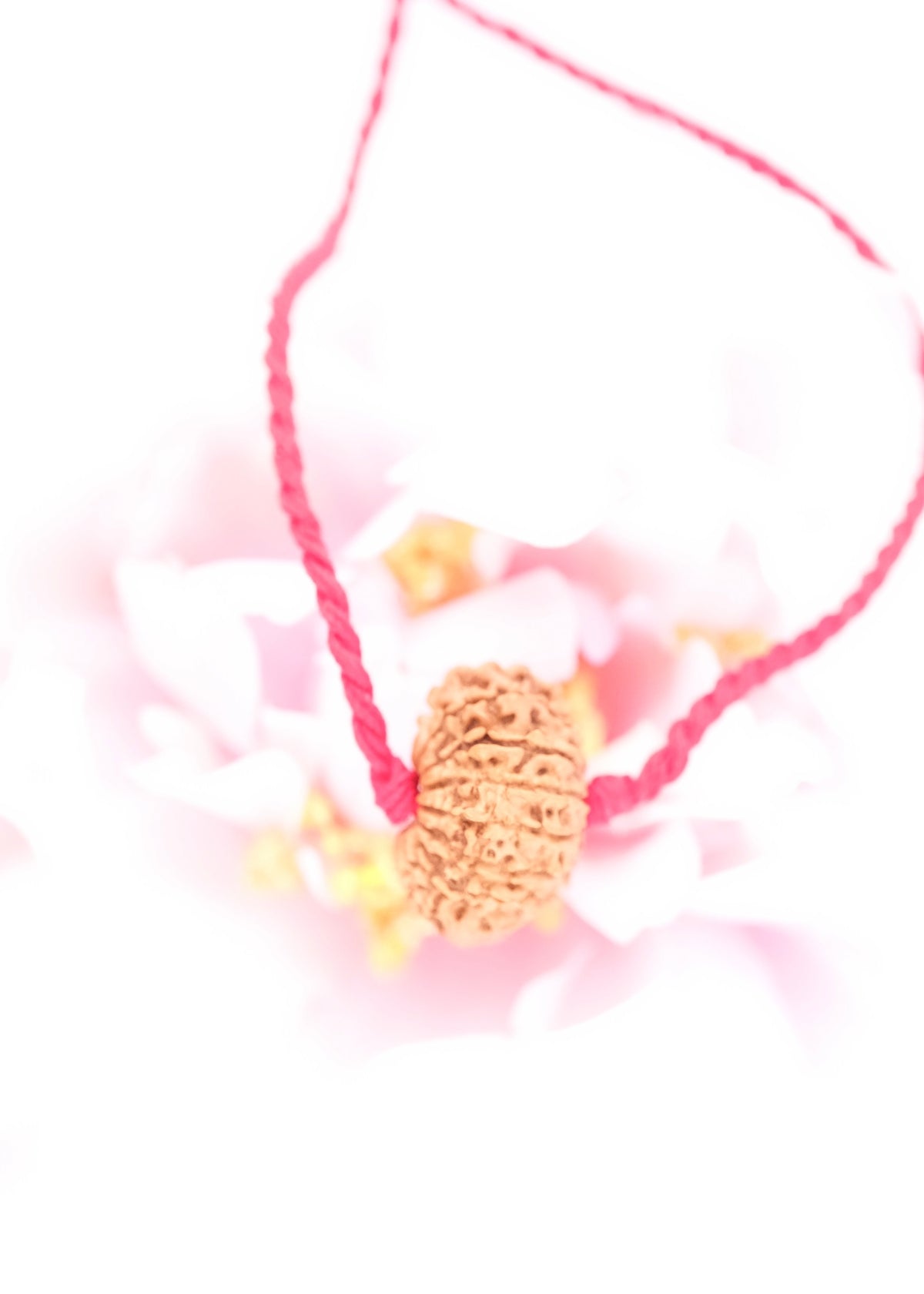 15 Mukhi Collectors Nepal Rudraksha | Anahata Chakra HEART Centre