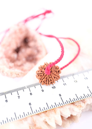 9 Mukhi Collectors Nepal Rudraksha