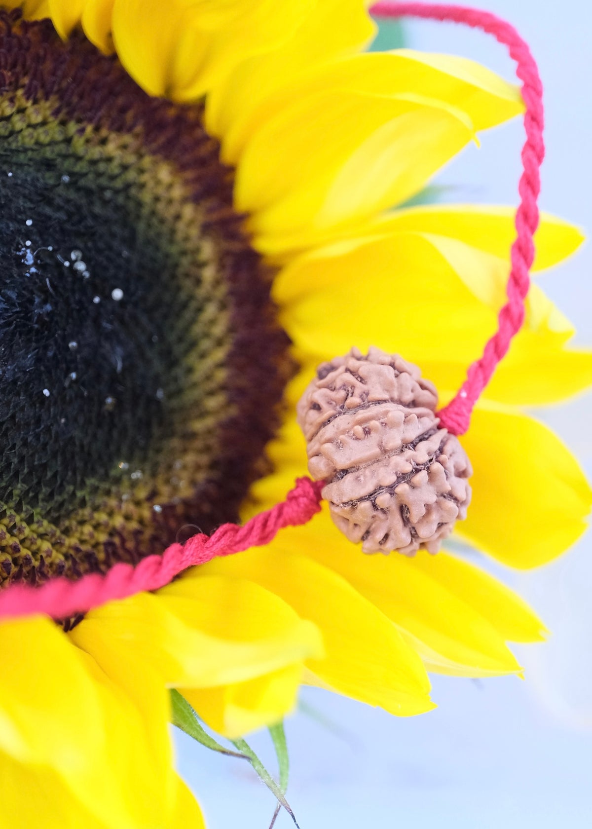 12 Mukhi Collectors Nepal Rudraksha | SURYA Sun, Vital Energy, Strength &amp; Success