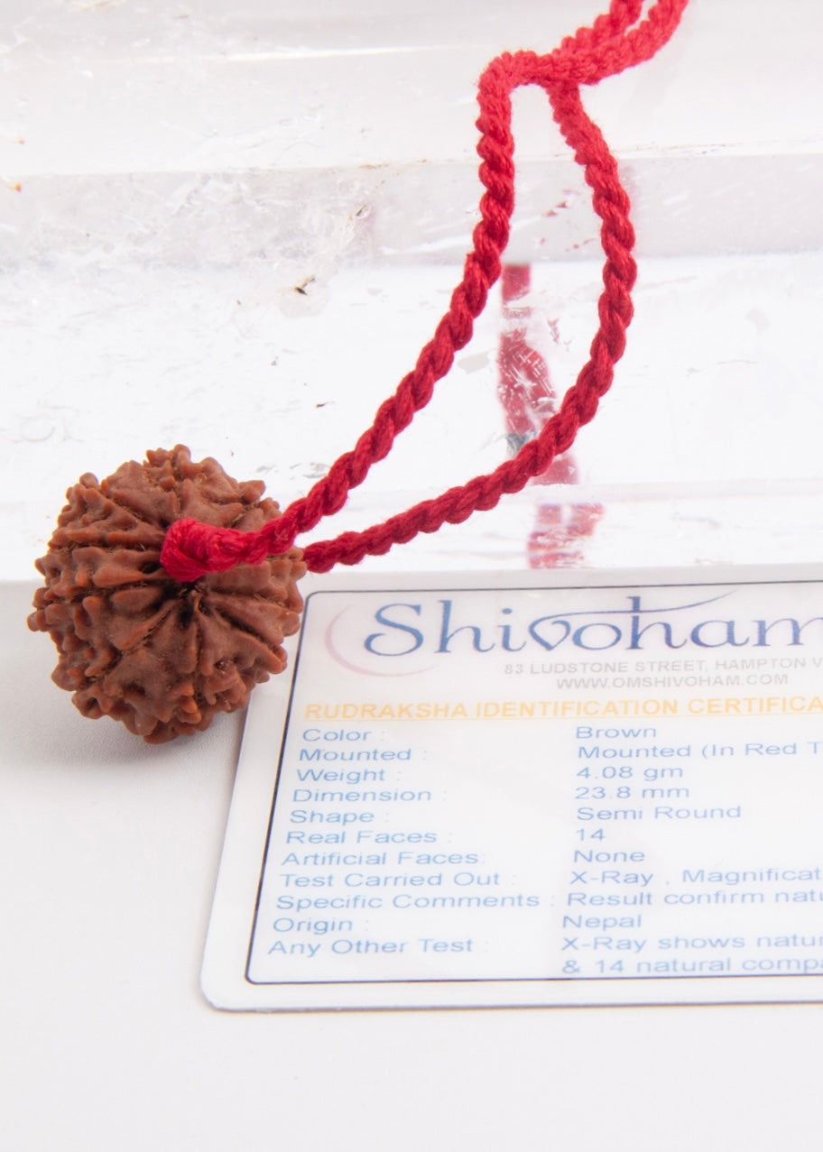 DEV MANI 14 Mukhi Collectors Nepal Rudraksha Pendant | Prosperity in all areas of LIfe