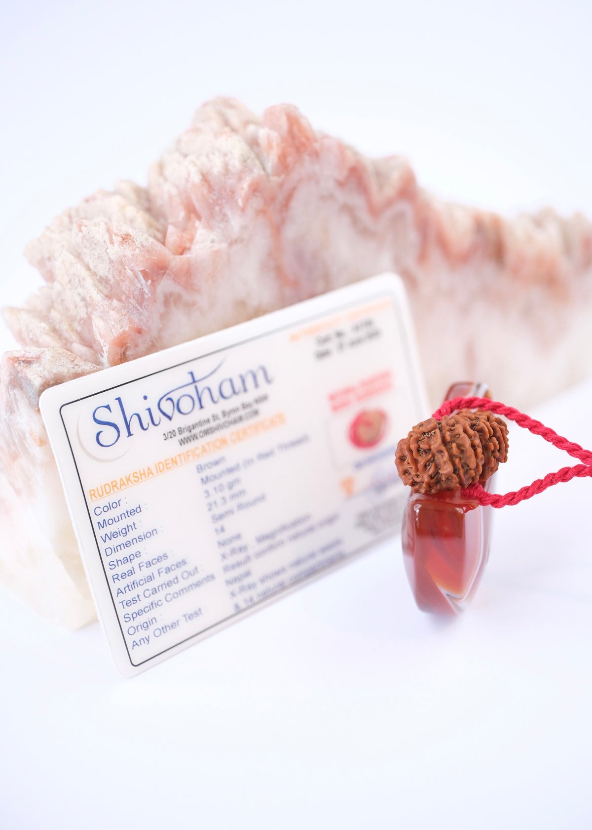 14 Mukhi Collectors Nepal Rudraksha &#39;DEV MANI&#39; Pendant | Prosperity in all areas, Protection SHIVA