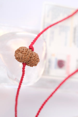 14 Mukhi Collectors Nepal Rudraksha 'DEV MANI' Pendant | Prosperity in all areas, Protection SHIVA