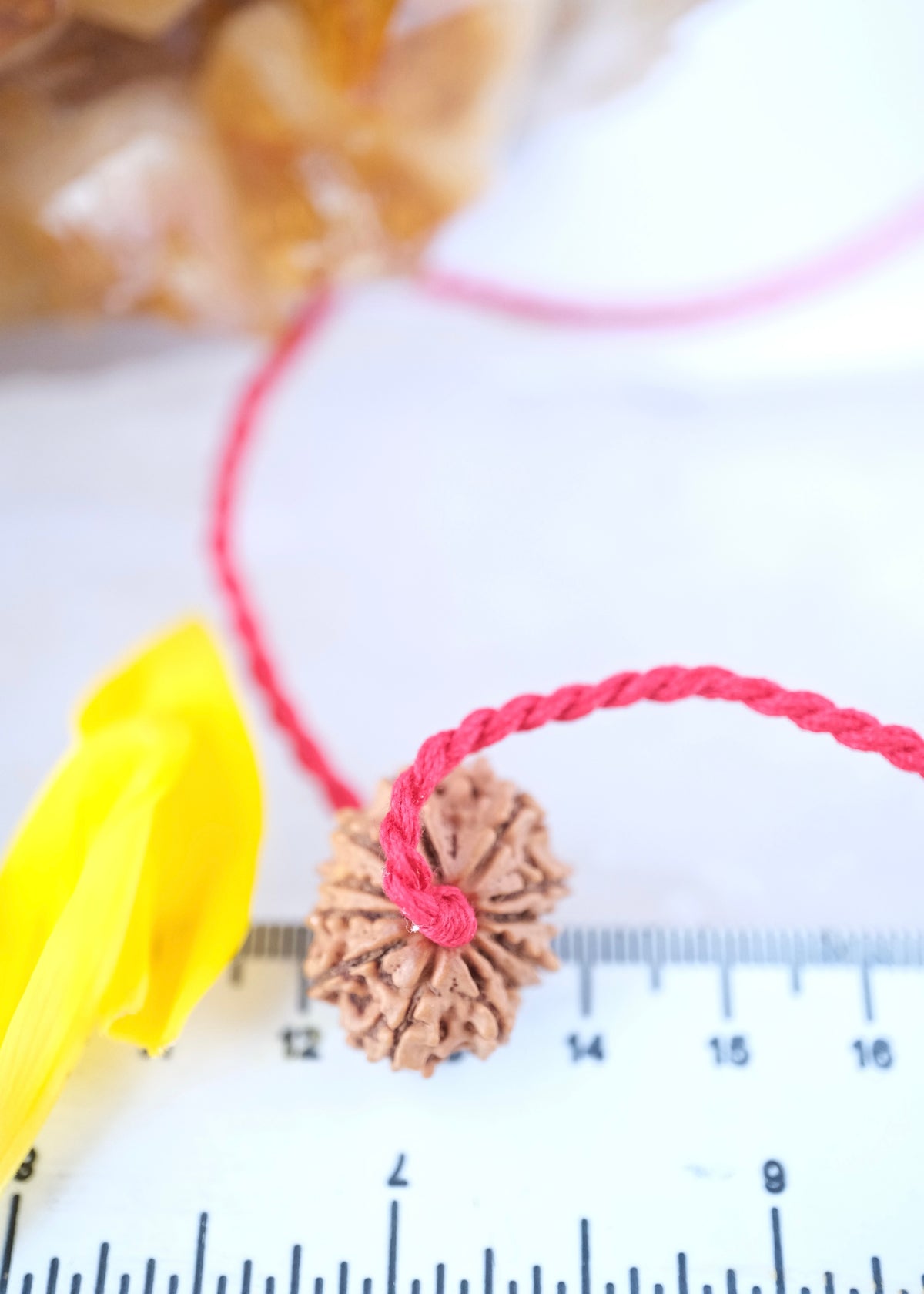 12 Mukhi Collectors Nepal Rudraksha | SURYA Sun, Vital Energy, Strength &amp; Success