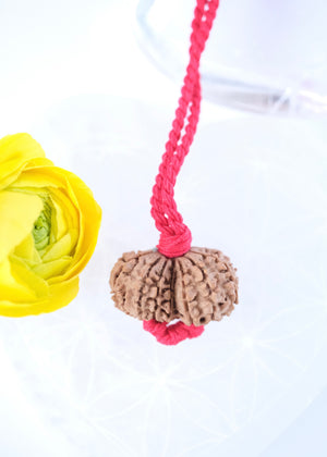 GAURI SHANKAR ‘The Sacred Union of Shiva and Shakti’ Collectors Nepal Rudraksha | inner Union, Self-Realisation