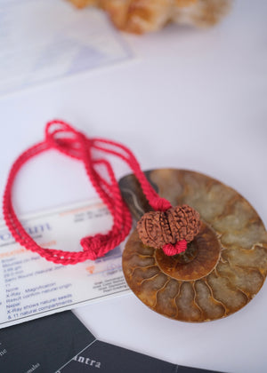 GAURI SHANKAR ‘The Sacred Union of Shiva and Shakti’ Collectors Nepal Rudraksha | inner Union, Self-Realisation