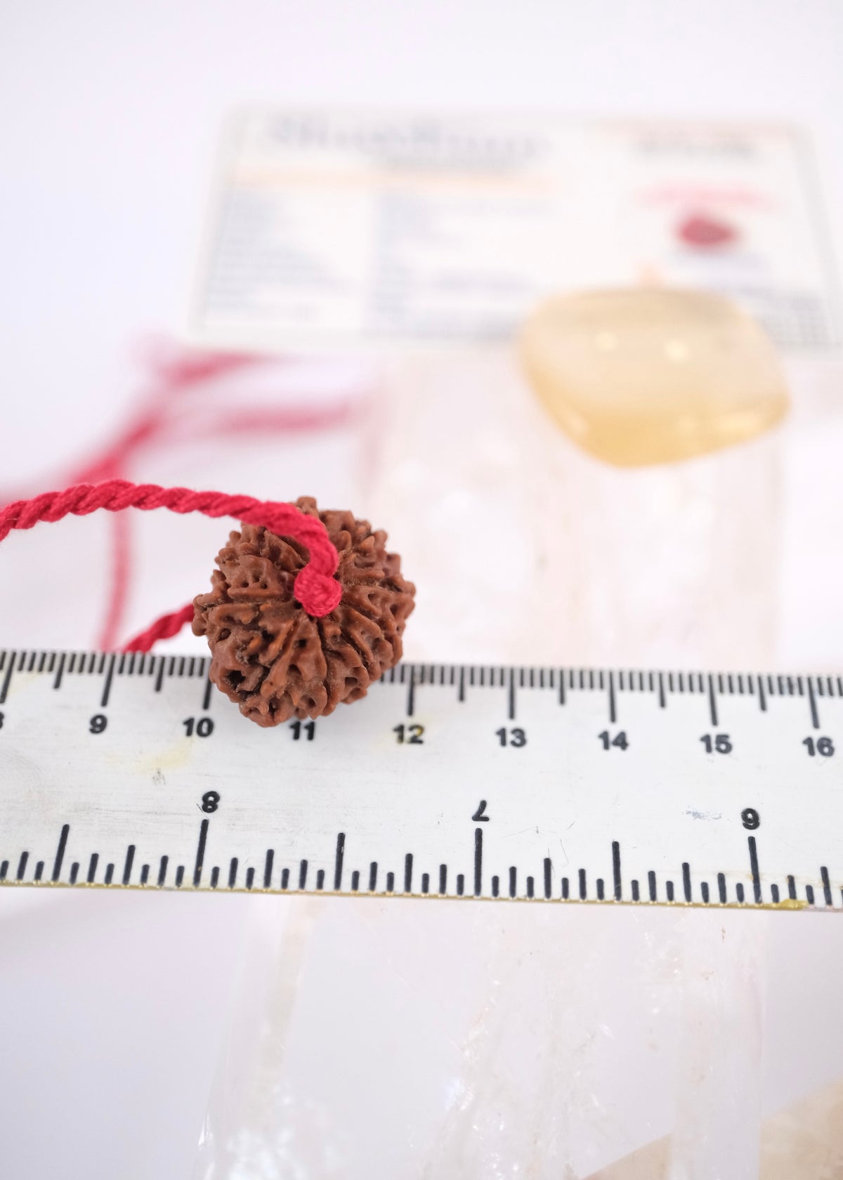 10 Mukhi Collectors Nepal Rudraksha