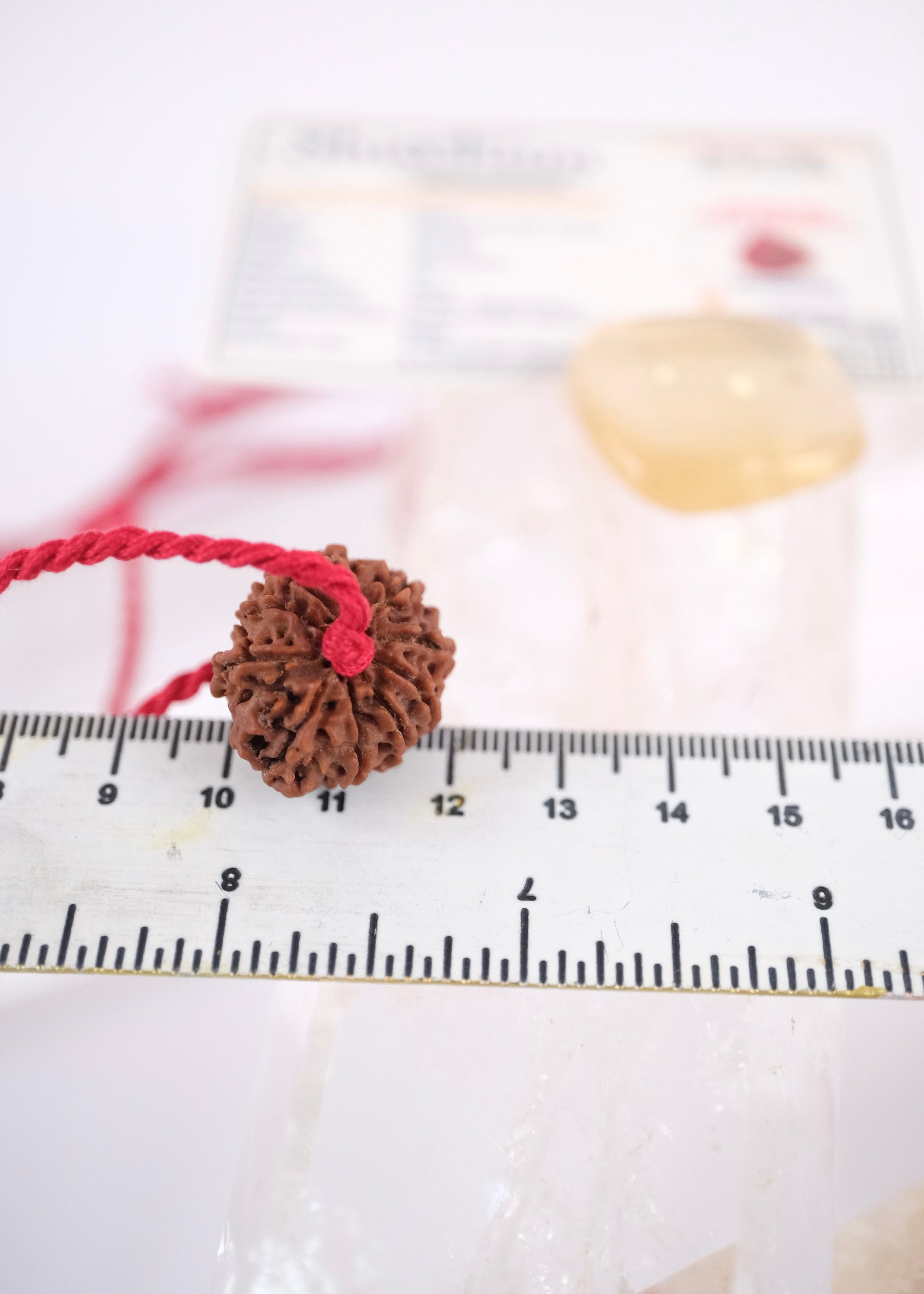 10 Mukhi Collectors Nepal Rudraksha