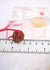 10 Mukhi Collectors Nepal Rudraksha