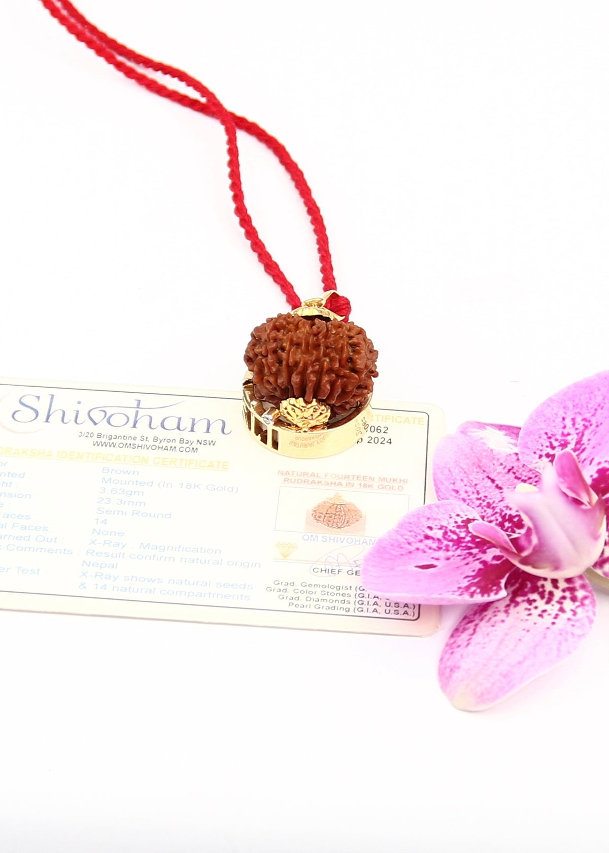 DEV MANI 14 Mukhi Collectors Nepal Rudraksha 18k Gold Pendant | Prosperity and all the God&#39;s Jewels