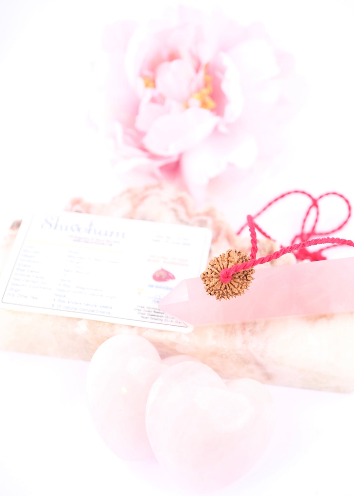 15 Mukhi Collectors Nepal Rudraksha | Anahata Chakra HEART Centre