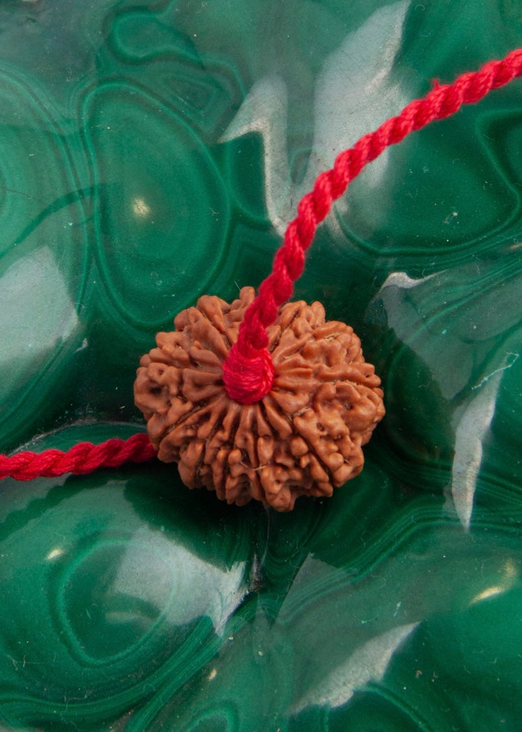 11 Mukhi Collectors Nepal Rudraksha | HANUMAN Virtue &amp; Immense Protection.