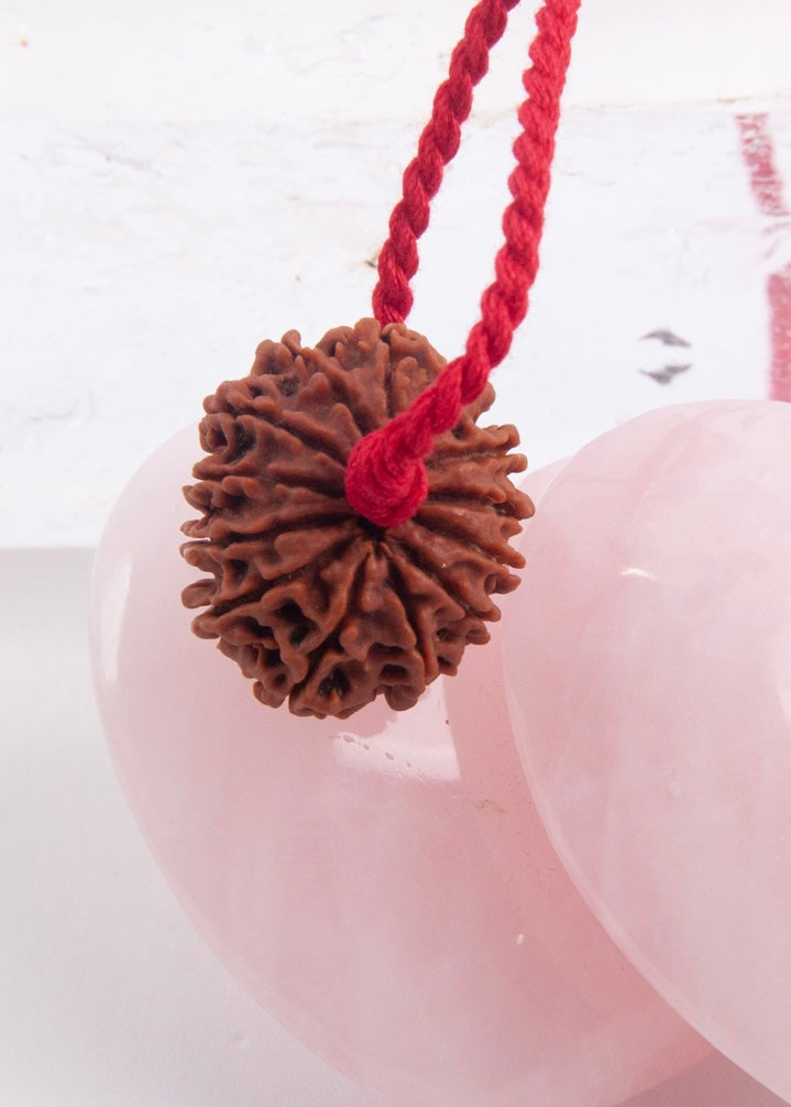 13 Mukhi Collectors Nepal Rudraksha INDRA, KAMDEV, CUPID | Love, Abundance, Charisma