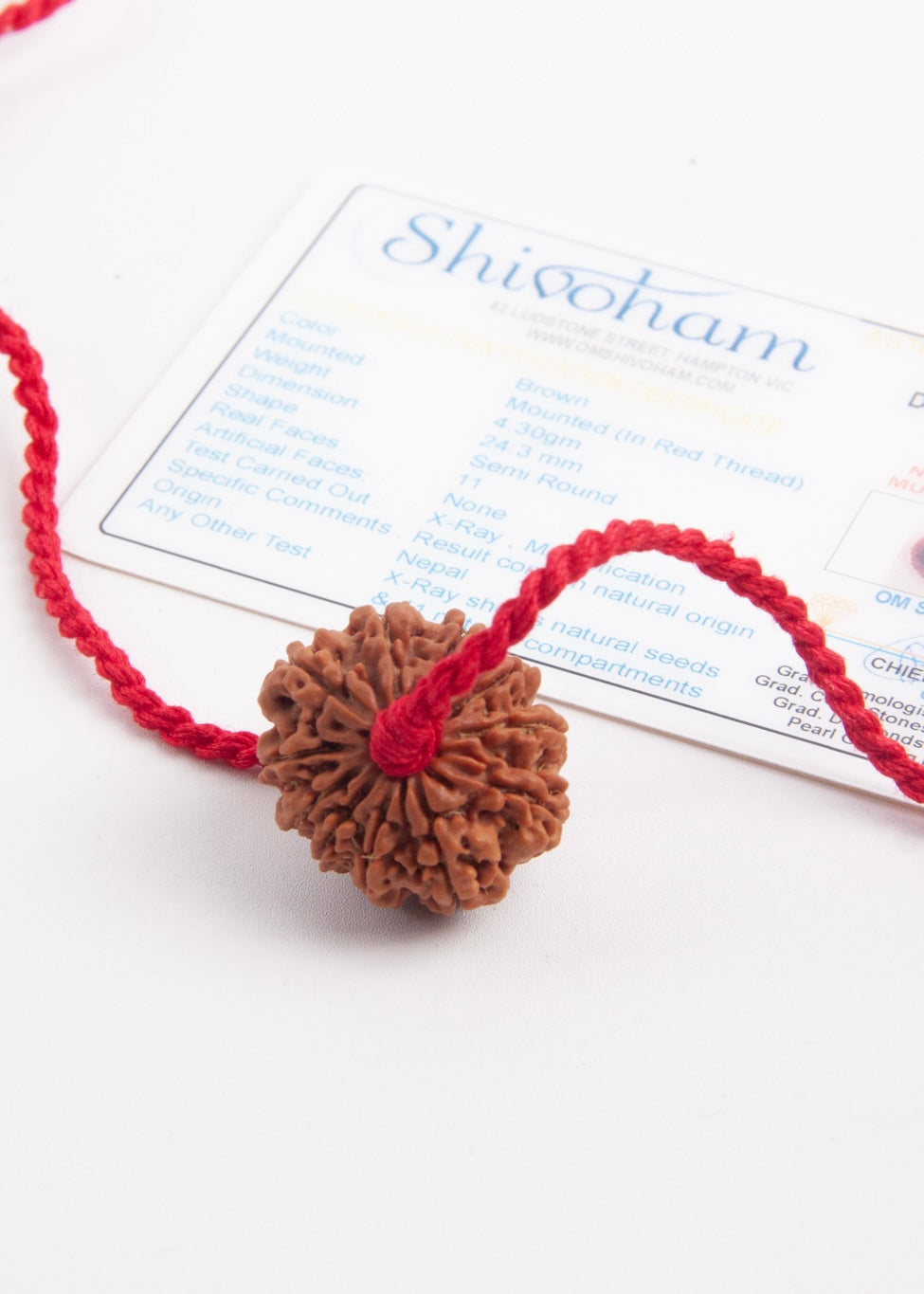 11 Mukhi Collectors Nepal Rudraksha | HANUMAN Virtue &amp; Immense Protection.