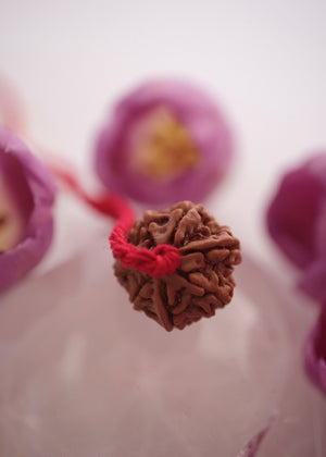 Clear even lines on seven mukhi rudraksha