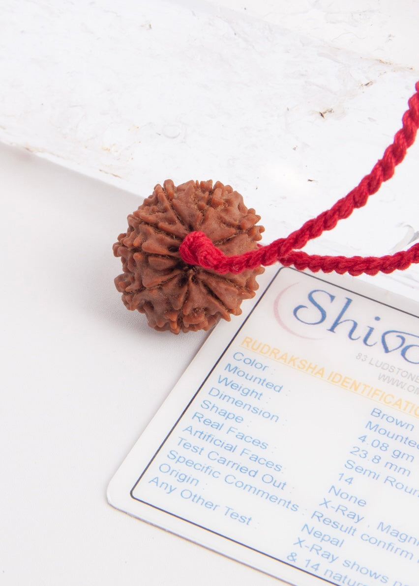 DEV MANI 14 Mukhi Collectors Nepal Rudraksha Pendant | Prosperity in all areas of LIfe