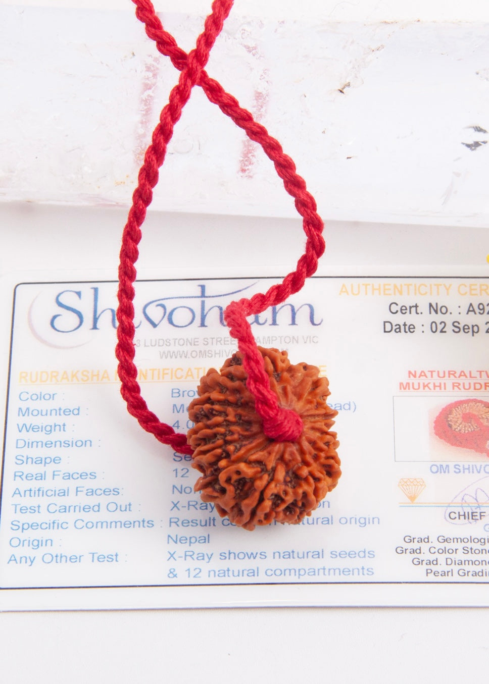 12 Mukhi Collectors Nepal Rudraksha | SURYA Sun, Vital Energy, Strength &amp; Success