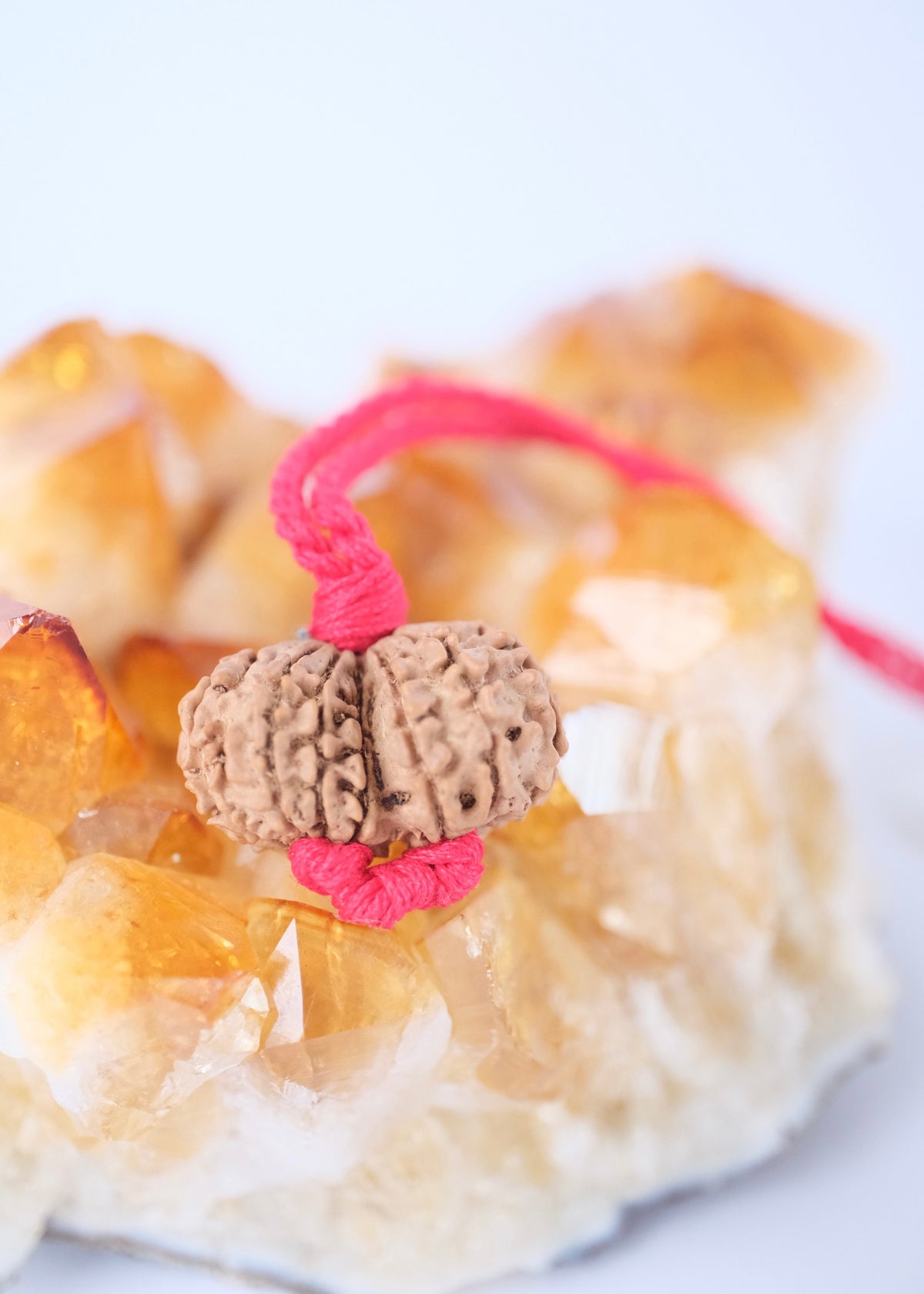 Original Himalayan Gauri Shankar Rudraksha, the sacred union of masculine and feminine, blessed by Ma Ganga.