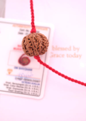 Nepal Panch Mukhi Rudraksha pendant with guarantee certificate