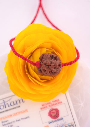 Three Mukhi Nepal Rudraksha Pendant | Blessing of Liberation from the Past