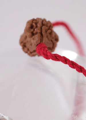 3 Mukhi Collectors Nepal Rudraksha | Trinity: Brahma, Vishnu, Mahesh | Life Changer