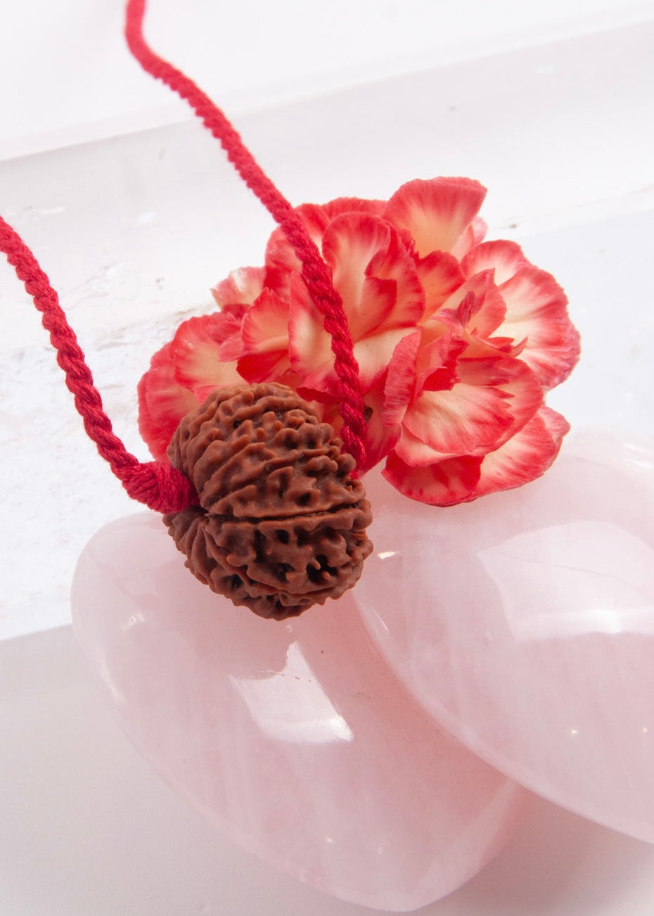 13 Mukhi Collectors Nepal Rudraksha INDRA, KAMDEV, CUPID | Love, Abundance, Charisma