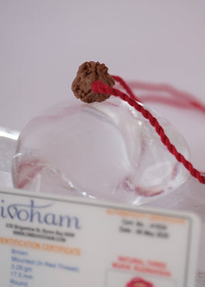 3 Mukhi Collectors Nepal Rudraksha | Trinity: Brahma, Vishnu, Mahesh | Life Changer