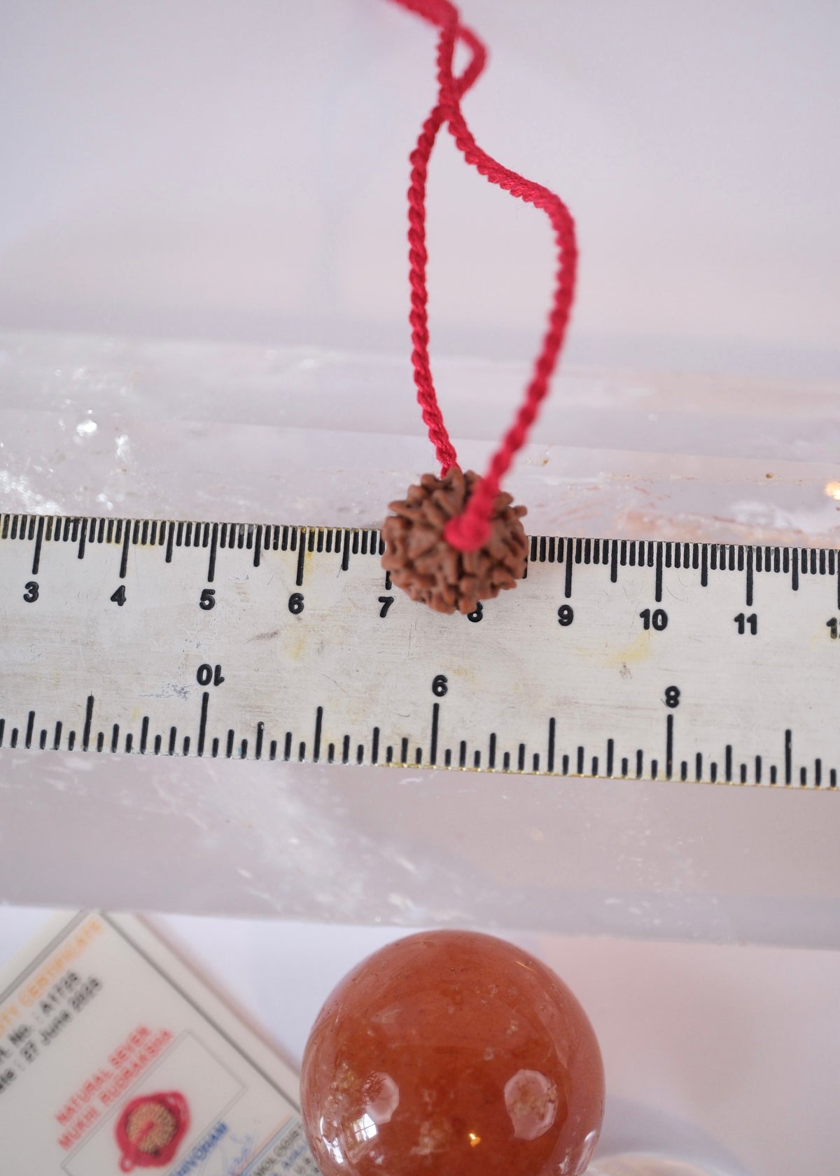 7 Mukhi Collectors Nepal Rudraksha | Abundance | Goddess Lakshmi