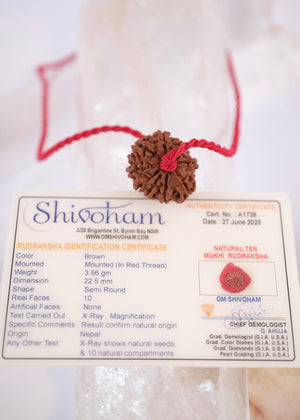 10 Mukhi Collectors Nepal Rudraksha | VISHNU Success & Great Protection
