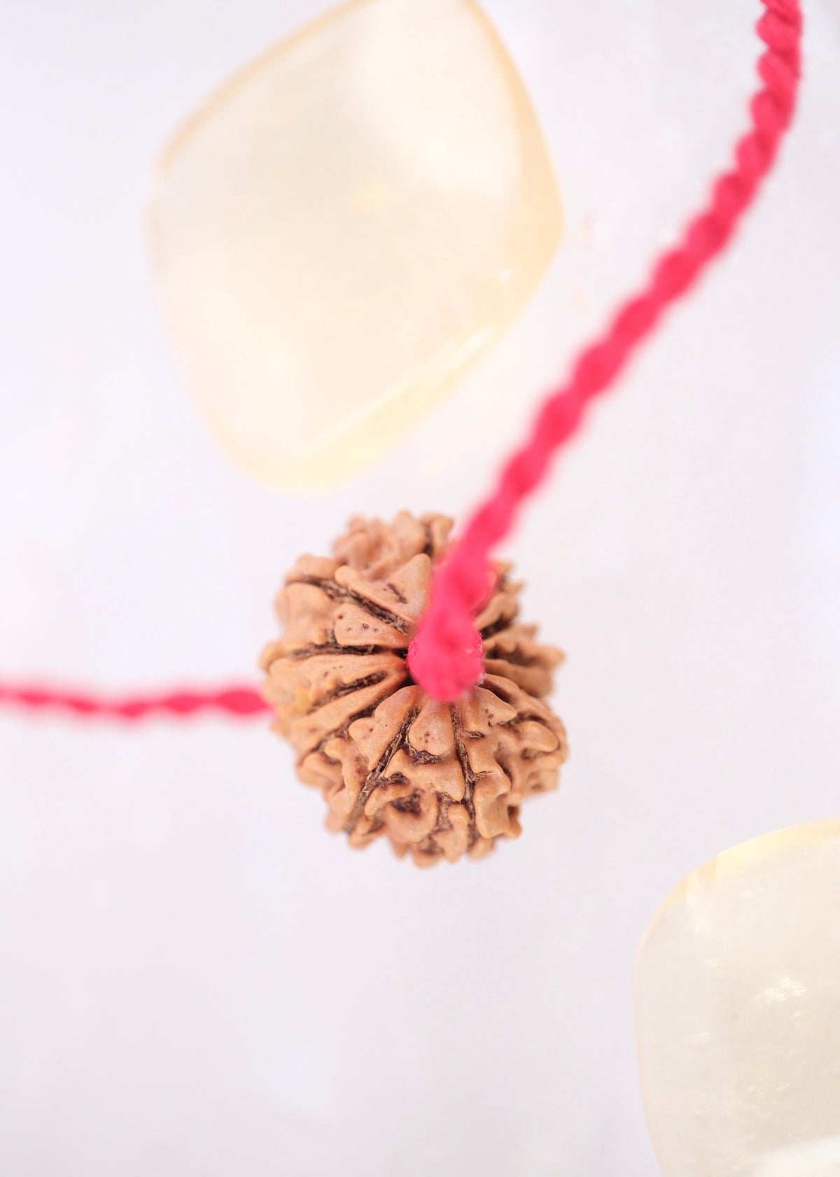 12 Mukhi Collectors Nepal Rudraksha | SURYA Sun, Vital Energy, Strength &amp; Success