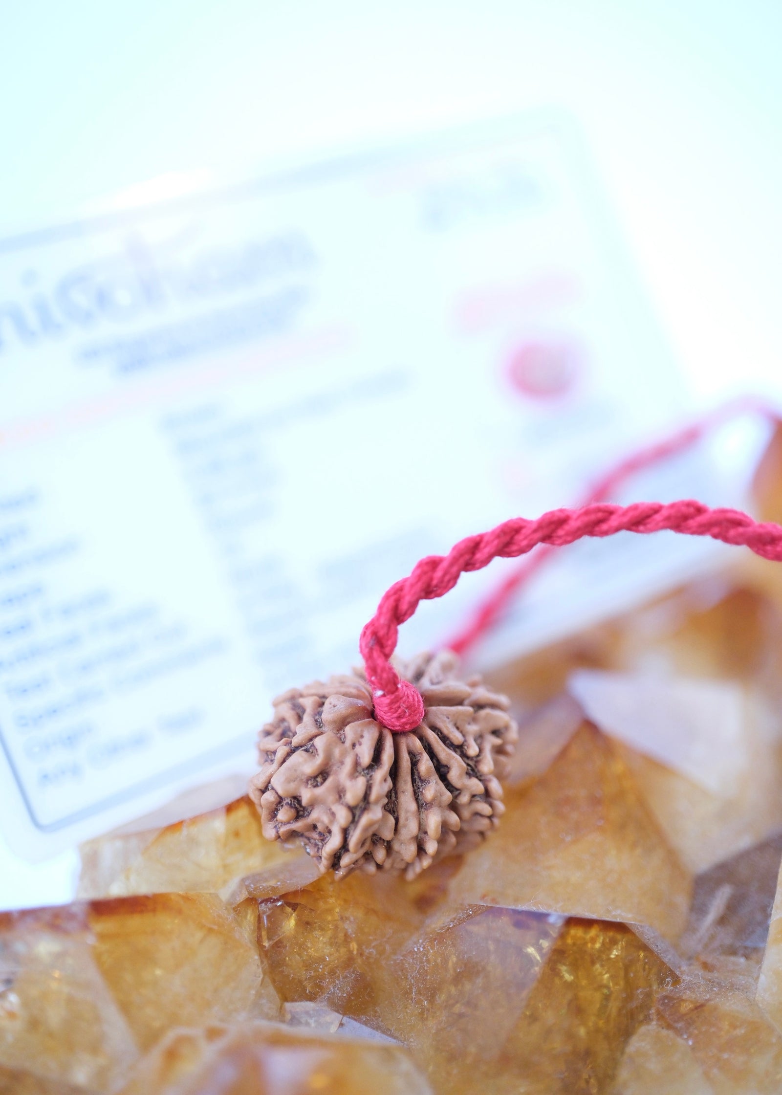 12 Mukhi Collectors Nepal Rudraksha