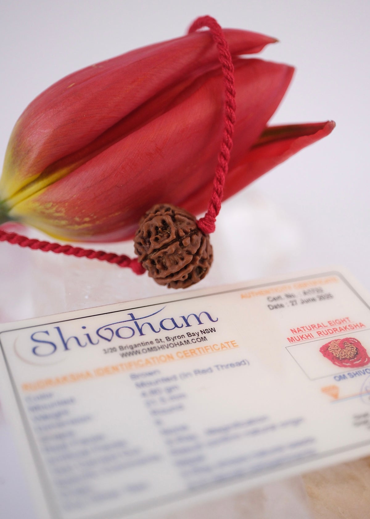 8 Mukhi Collectors Nepal Rudraksha