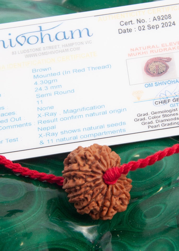 11 Mukhi Collectors Nepal Rudraksha | HANUMAN Virtue &amp; Immense Protection.